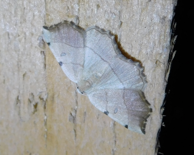 Eilicrinia trinotata - háromjegyű araszoló