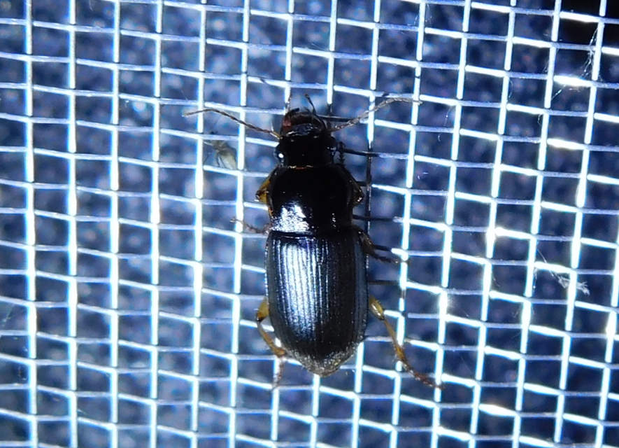 Harpalus griseus - kis selymesfutó