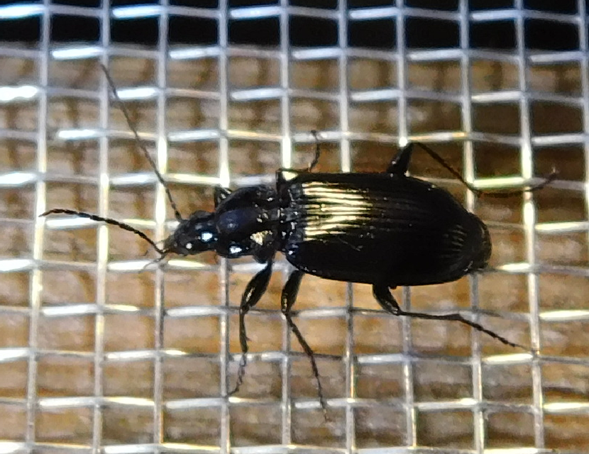 Agonum gracilipes - kecses kisfutó Agonum gracilipes - kecses kisfutó