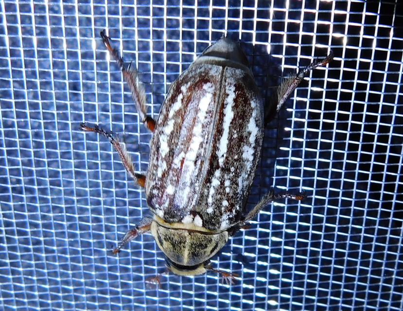 Anoxia orientalis - keleti cserebogár