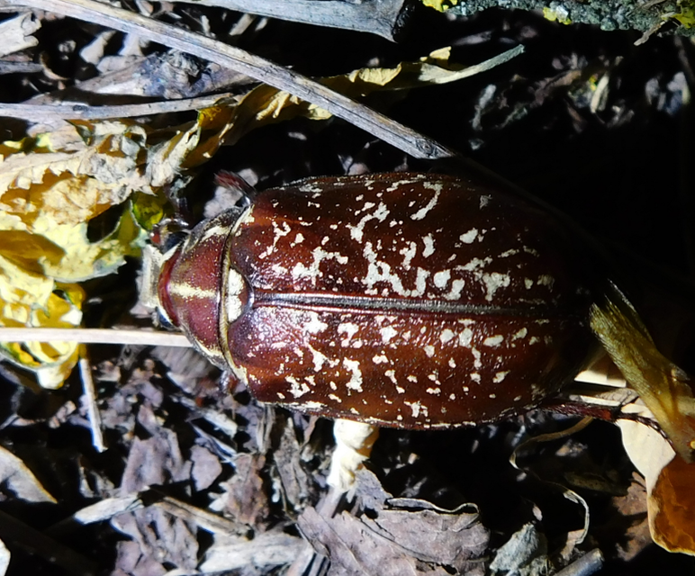 Polyphylla fullo - csapó cserebogár