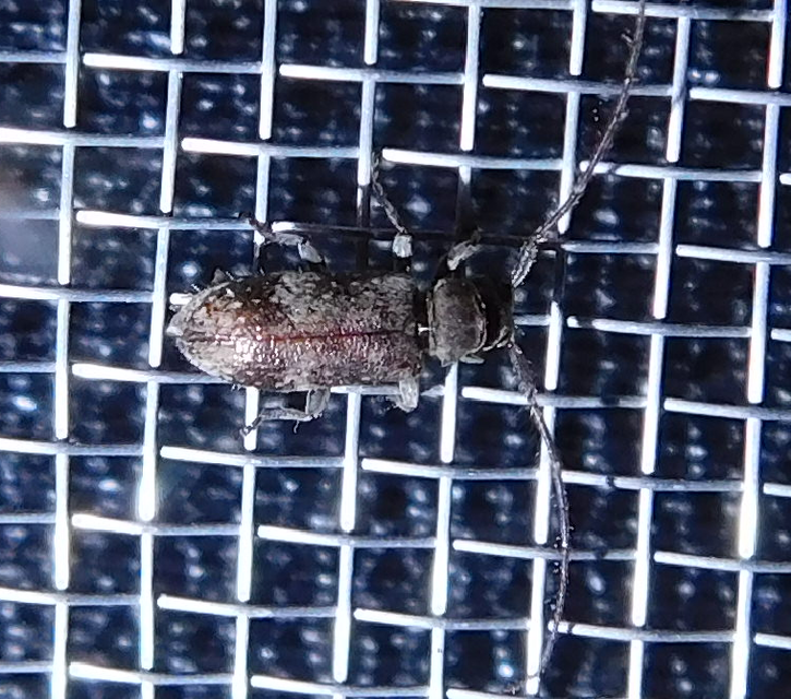Exocentrus adspersus - tölgyfa-rőzsecincér