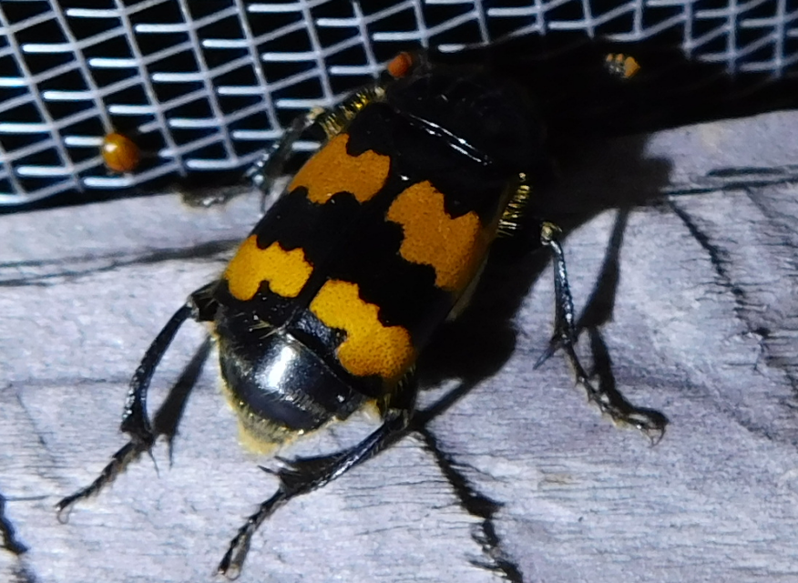 Nicrophorus vespillo - közönséges temetőbogár