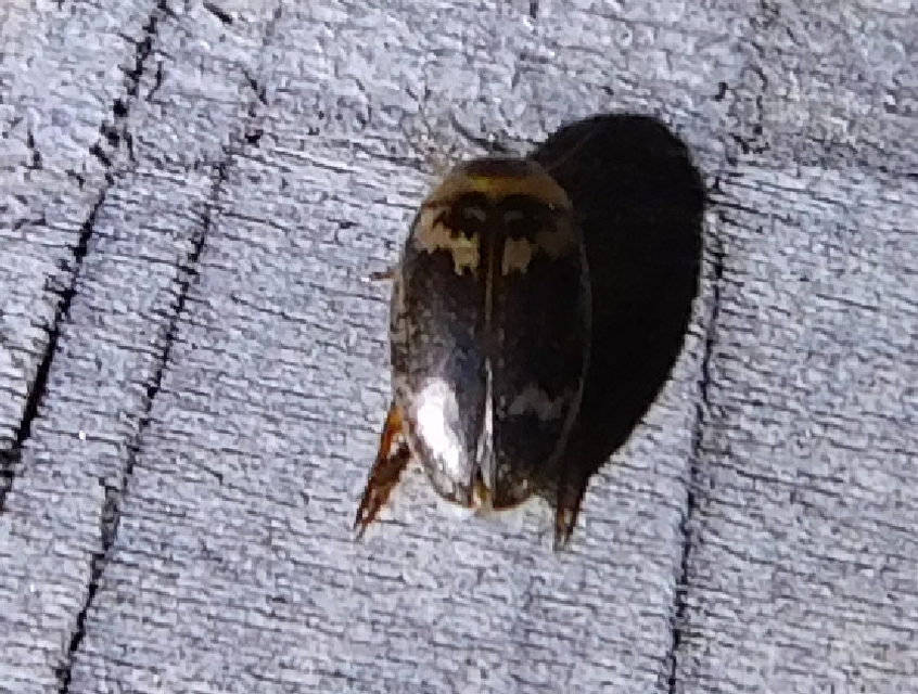 Laccophilus poecilus - tarka bukóbogár