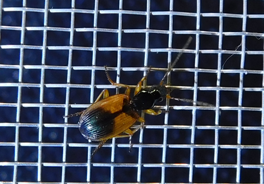 Anchomenus dorsalis - hátfoltos kisfutó