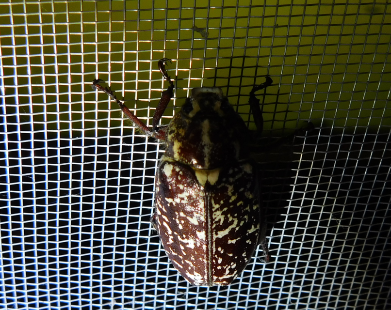 Polyphylla fullo - csapó cserebogár