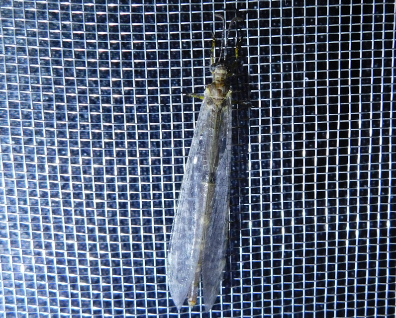 Distoleon tetragrammicus - négyfoltos hangyaleső