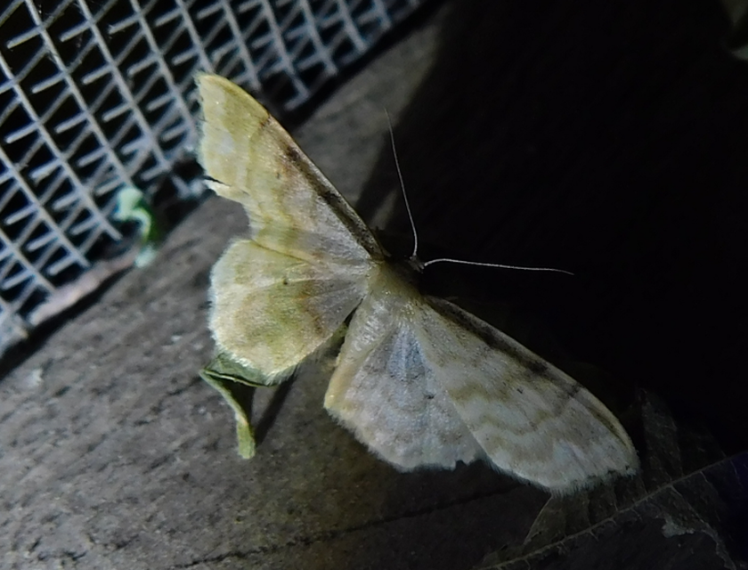 Idaea fuscovenosa - szürkeszélű apróaraszoló