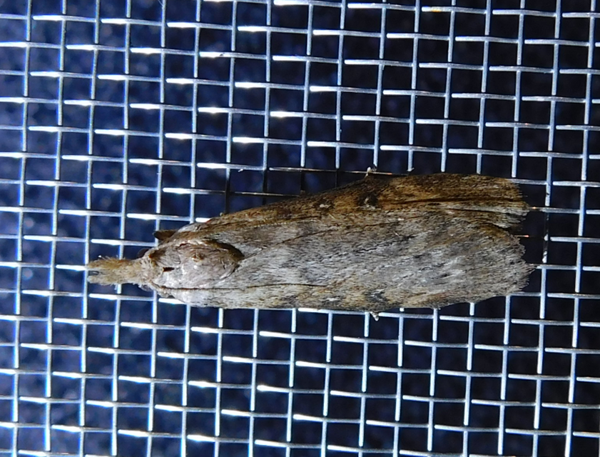 Lamoria