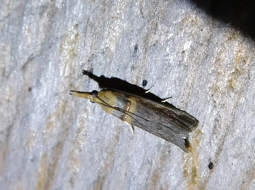 Etiella zinckenella - akácmoly