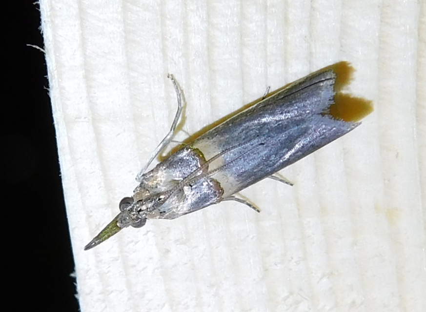 Etiella zinckenella - akácmoly