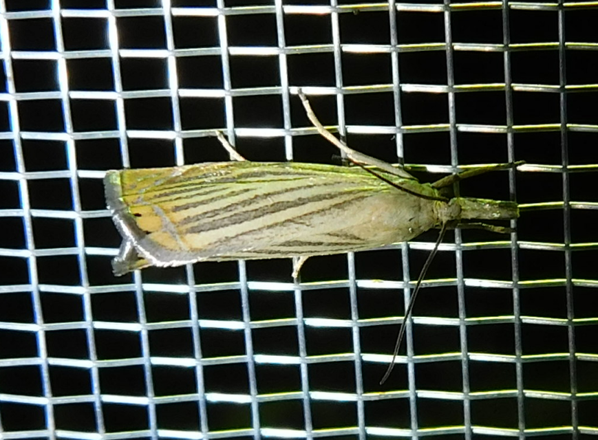 Chrysoteuchia culmella - kerti fűgyökérmoly