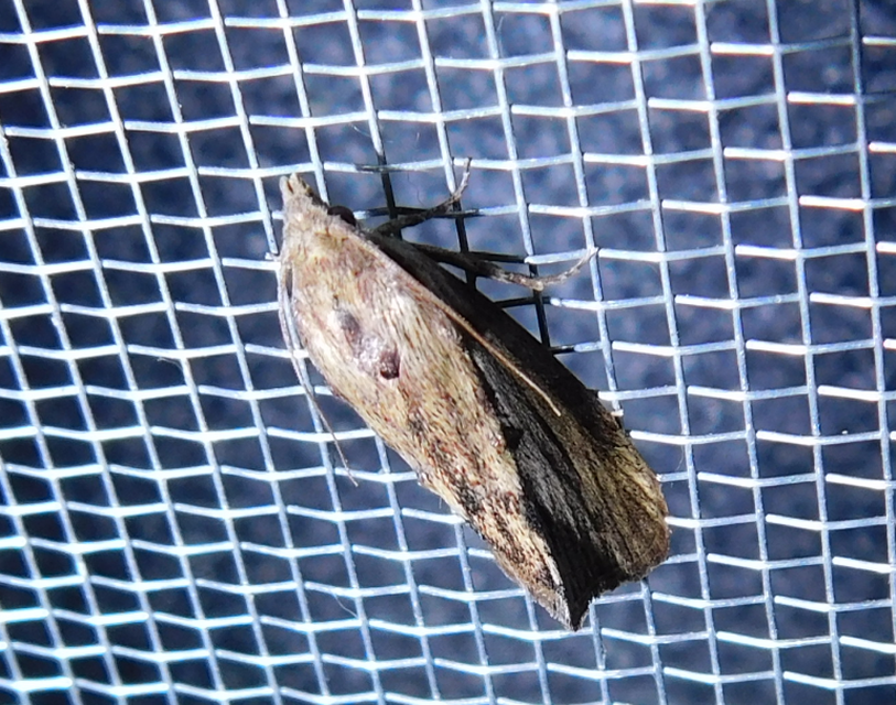 Galleria mellonella - nagy viaszmoly