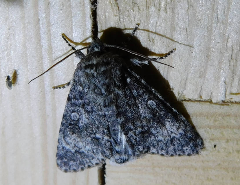 Acronicta megacephala - nagyfejű szigonyosbagoly