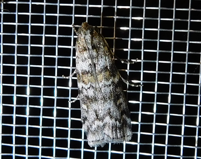 Dioryctria