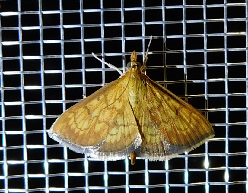 Ecpyrrhorrhoe rubiginalis - rozsdavörös tűzmoly