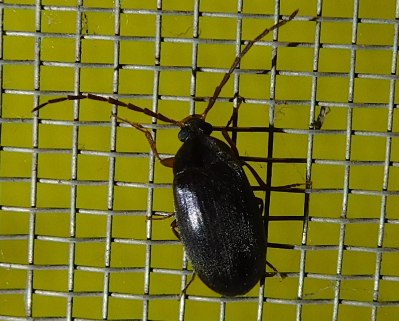 Hymenalia rufipes - rőtlábú alkonybogár