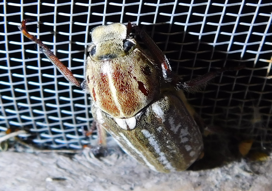 Anoxia orientalis - keleti cserebogár
