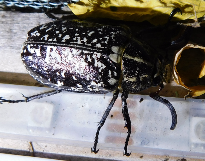 Polyphylla fullo - csapó cserebogár