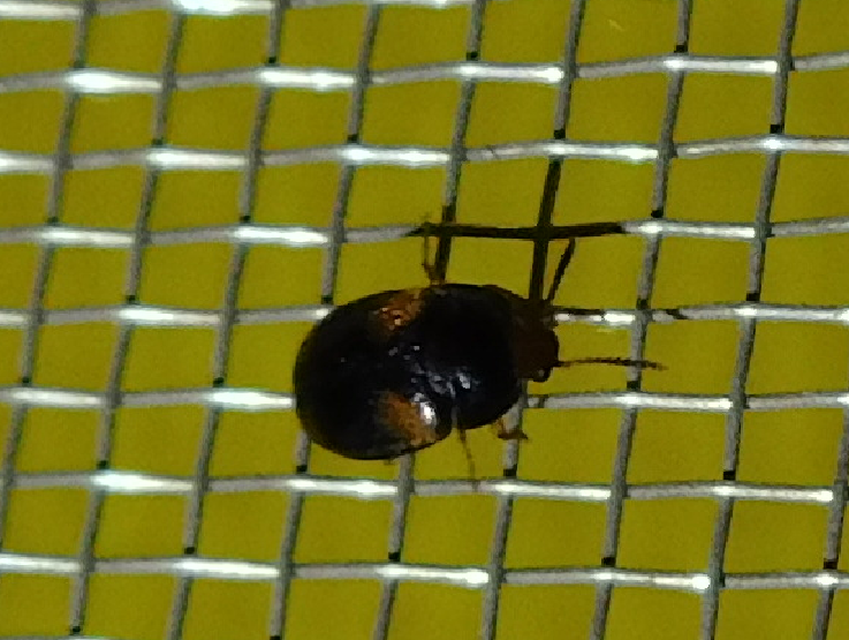 Mycetophagus quadripustulatus - négyfoltos gombabogár
