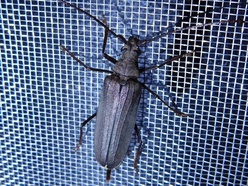Aegosoma scabricorne - diófacincér