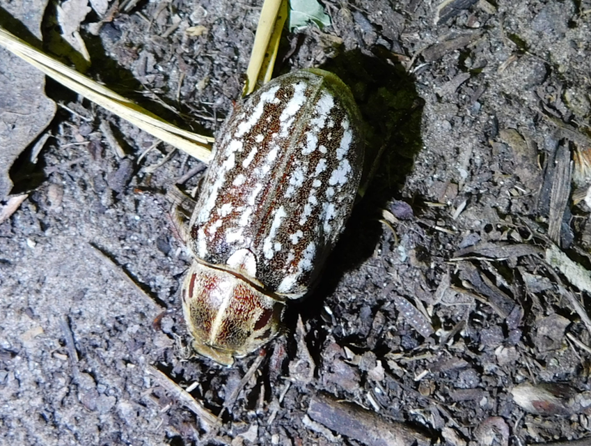 Anoxia orientalis - keleti cserebogár