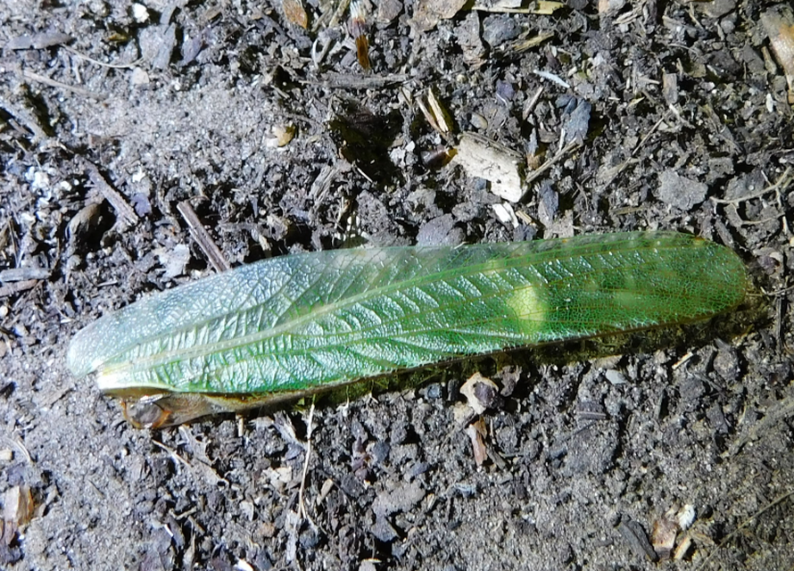 Tettigonia viridissima - zöld lombszöcske