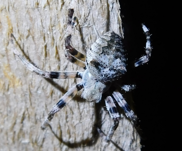 Araneus circe/angulatus