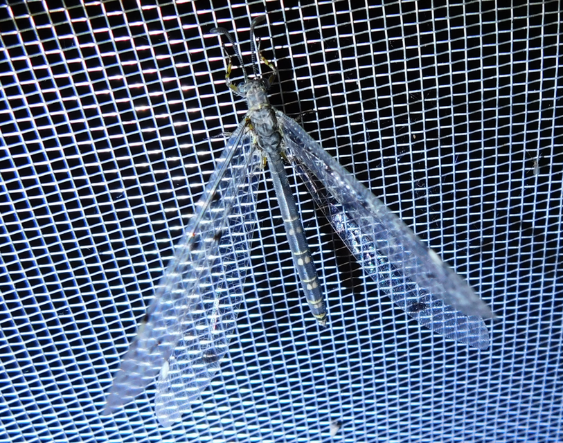 Distoleon tetragrammicus - négyfoltos hangyaleső