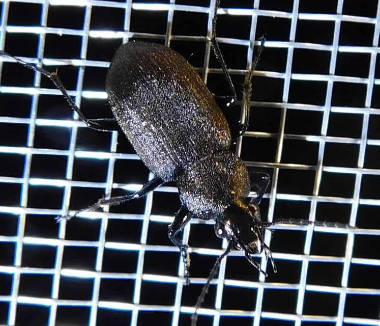 Chlaenius tristis - fekete bűzfutó
