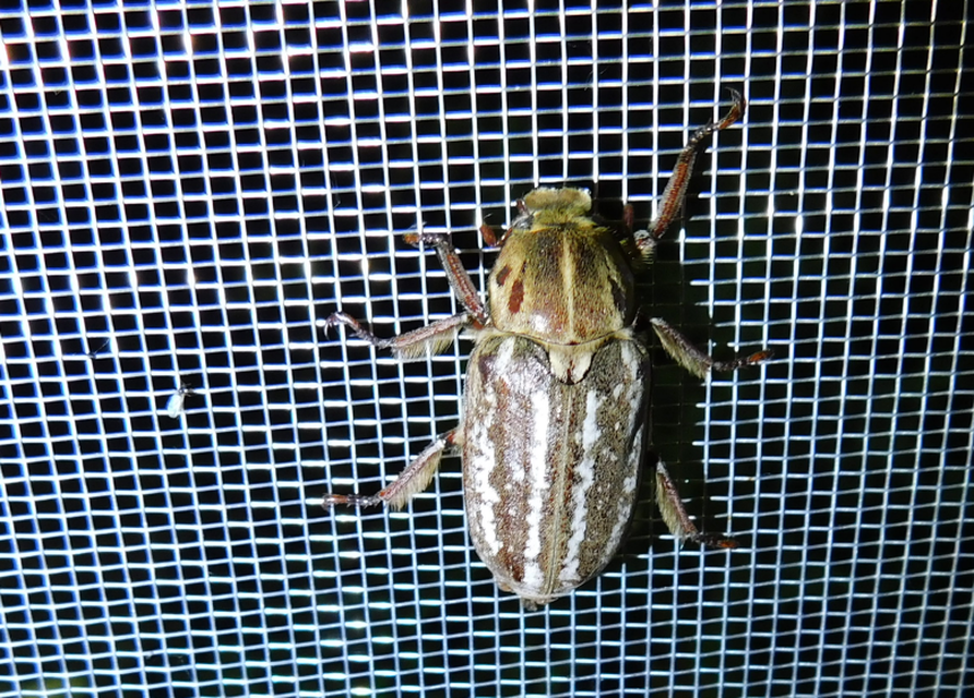 Anoxia orientalis - keleti cserebogár