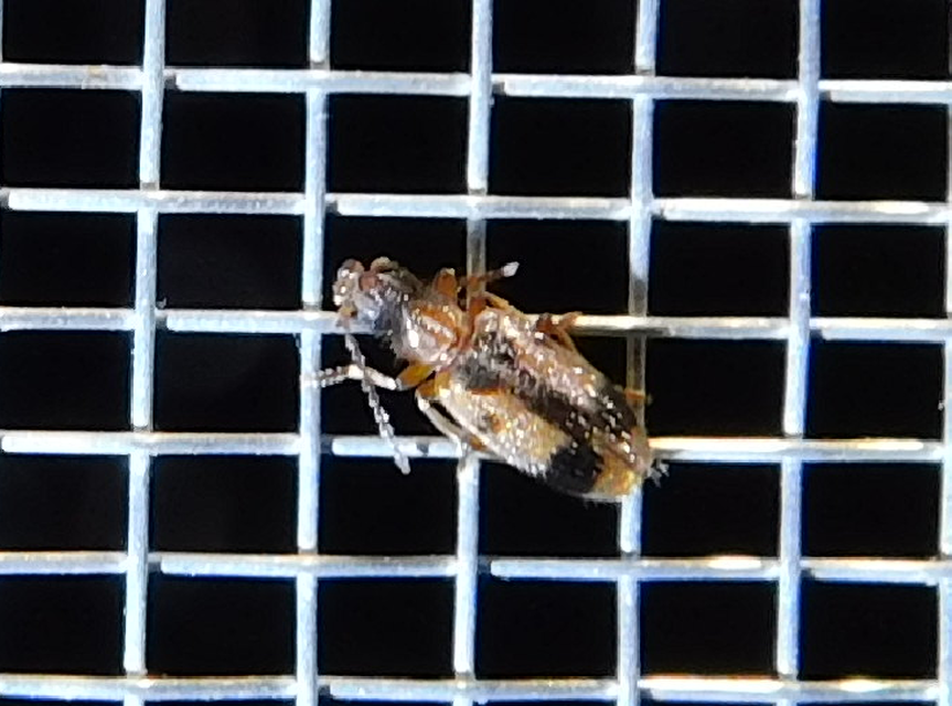Notoxus monoceros - sárgahasú nyakszarvúbogár