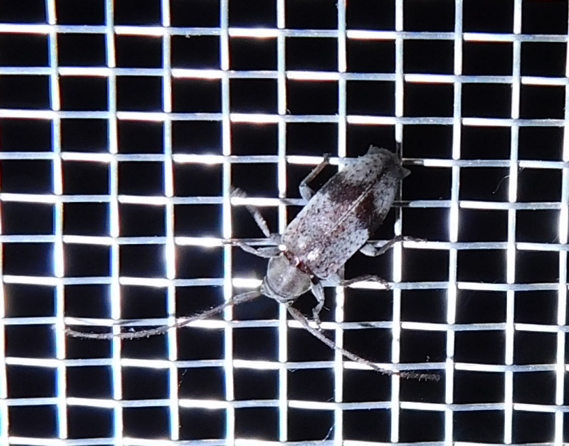 Exocentrus punctipennis - szilfa-rőzsecincér