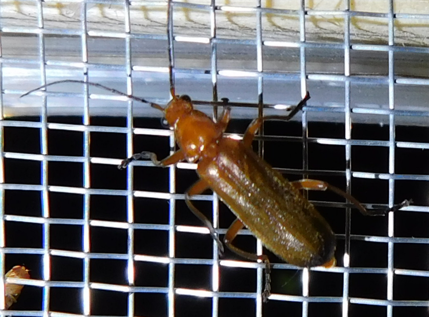 Rhagonycha fulva - feketevégű lágybogár