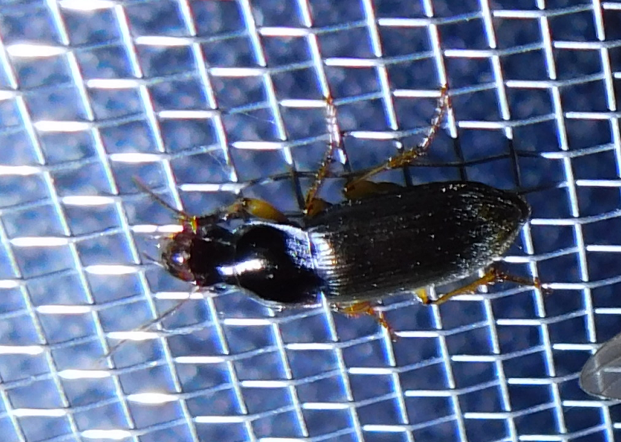 Harpalus griseus - kis selymesfutó