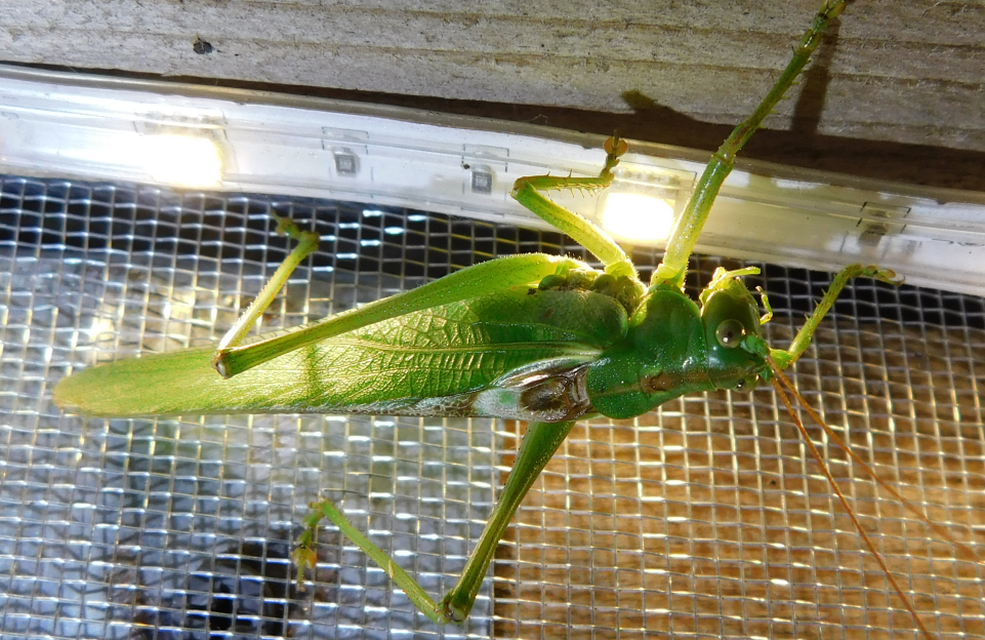 Tettigonia viridissima - zöld lombszöcske