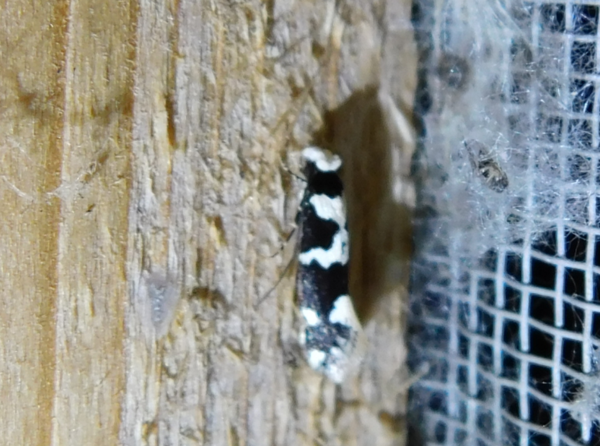 Neurothaumasia ankerella - magyarmoly