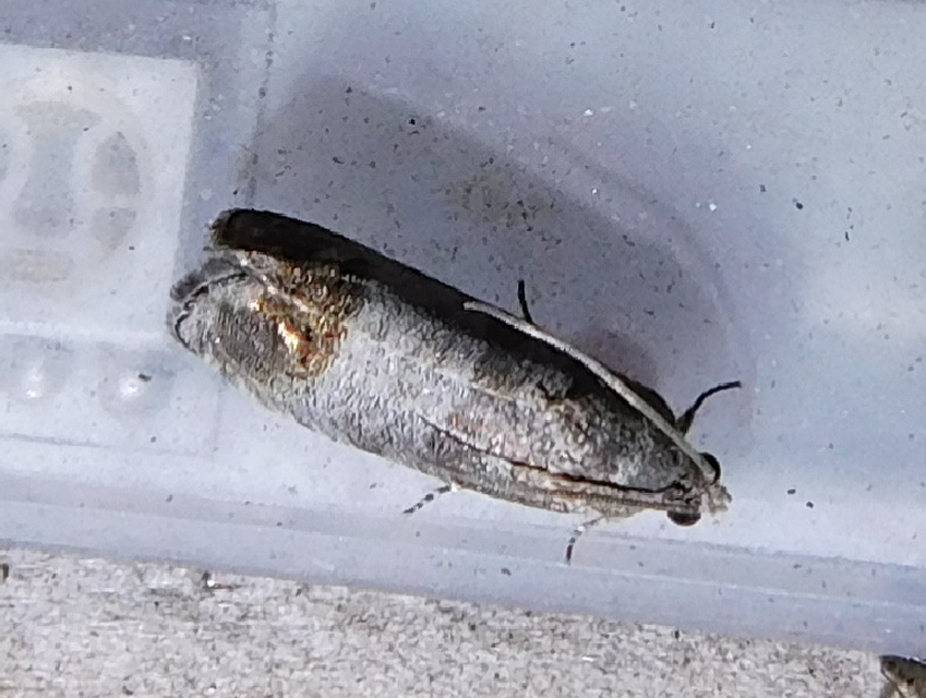 Cydia pomonella - almamoly