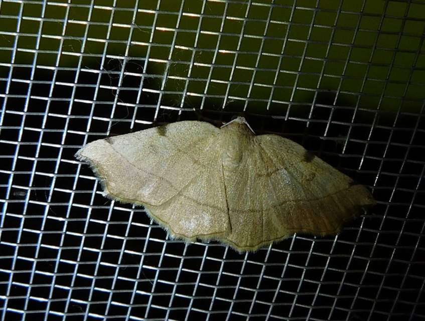 Eilicrinia trinotata - háromjegyű araszoló