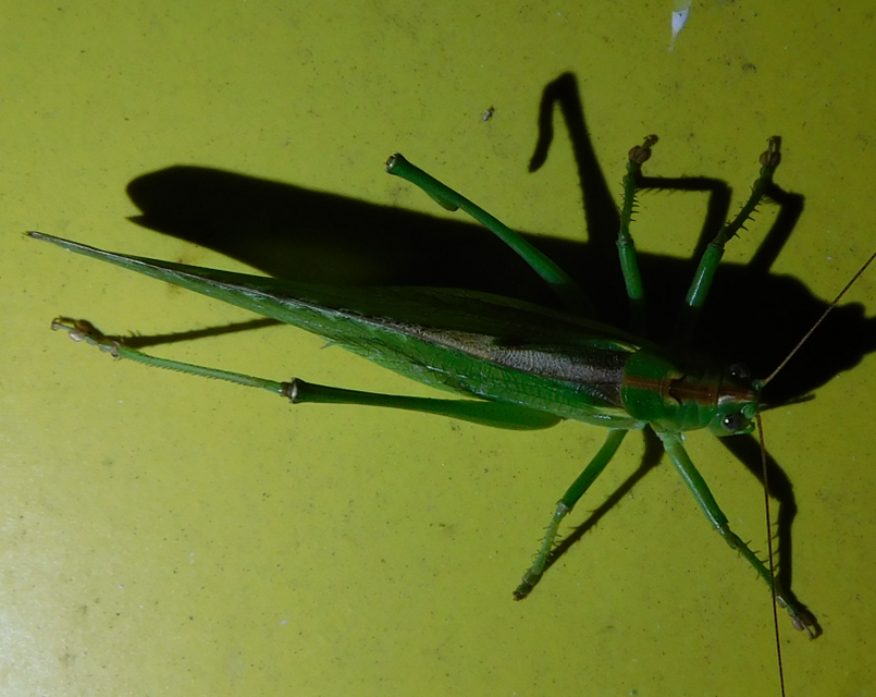 Tettigonia viridissima - zöld lombszöcske