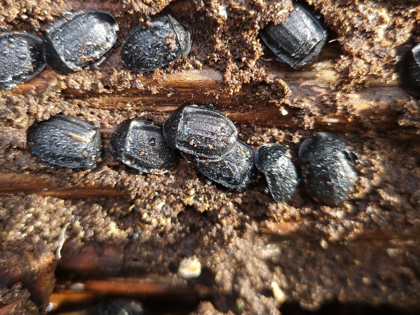 Phosphuga atrata - bordás csigarabló