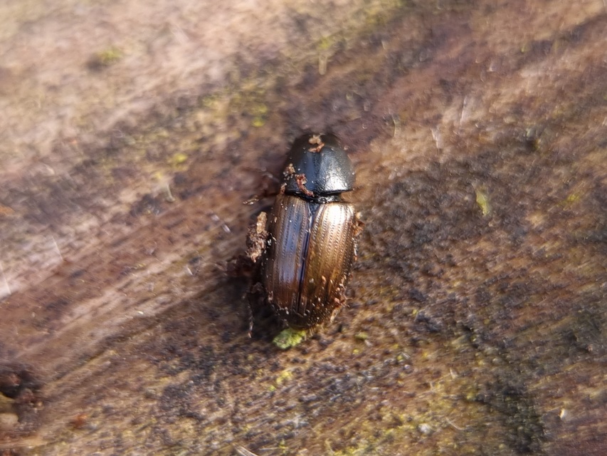 Aphodius prodromus - sárgalábú trágyabogár