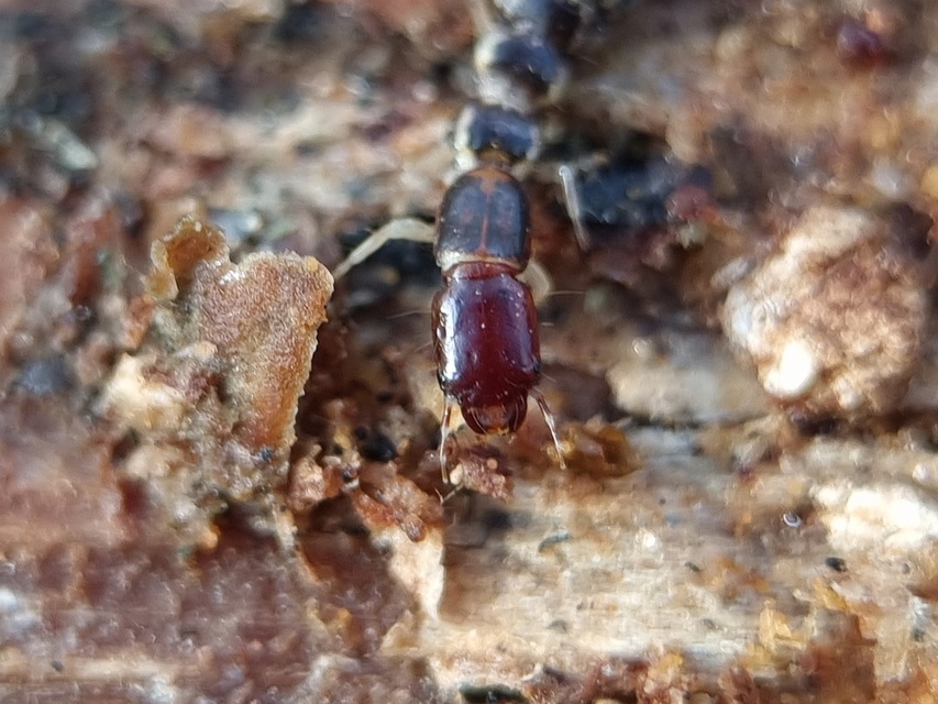 Raphidioptera - Tevenyakú-fátyolkák