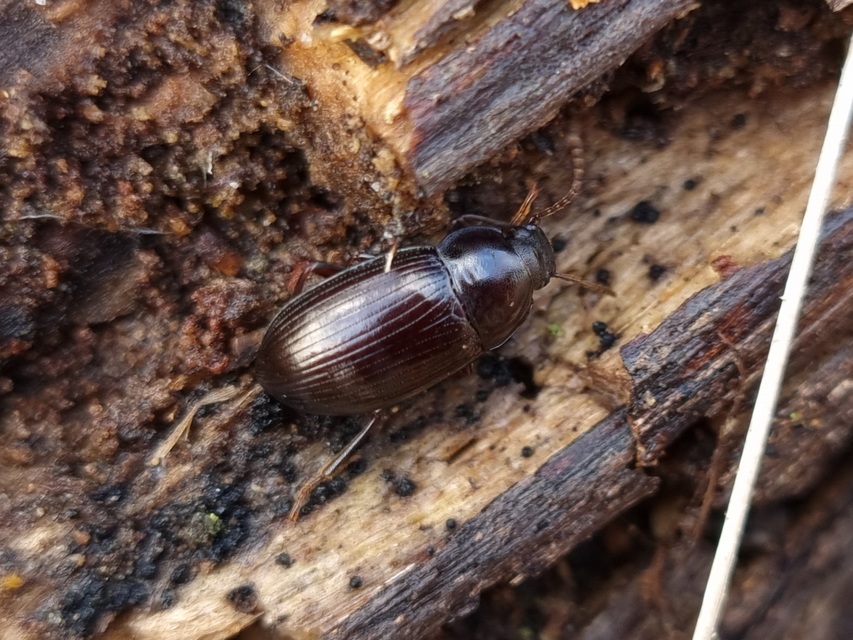 Nalassus dermestoides - rövidszárnyú gyászbogár