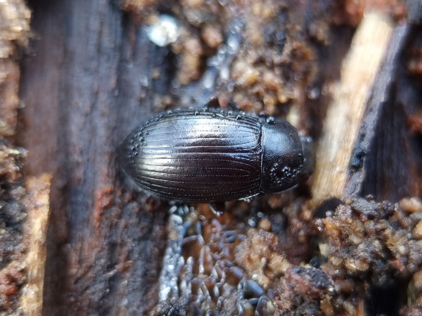 Nalassus dermestoides - rövidszárnyú gyászbogár