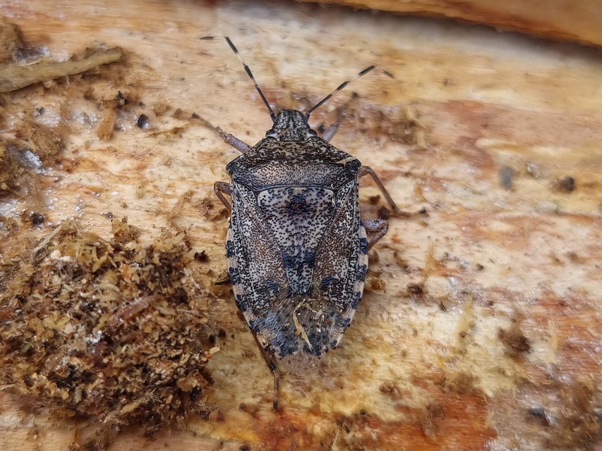 Rhaphigaster nebulosa - bencepoloska