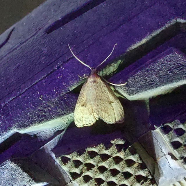 Hypenodes pannonica - pannon karcsúbagoly