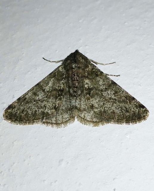 Apocheima pilosaria - zöldes tavasziaraszoló