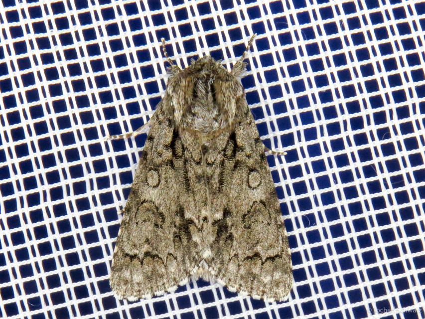 Acronicta auricoma - aranyos szigonyosbagoly