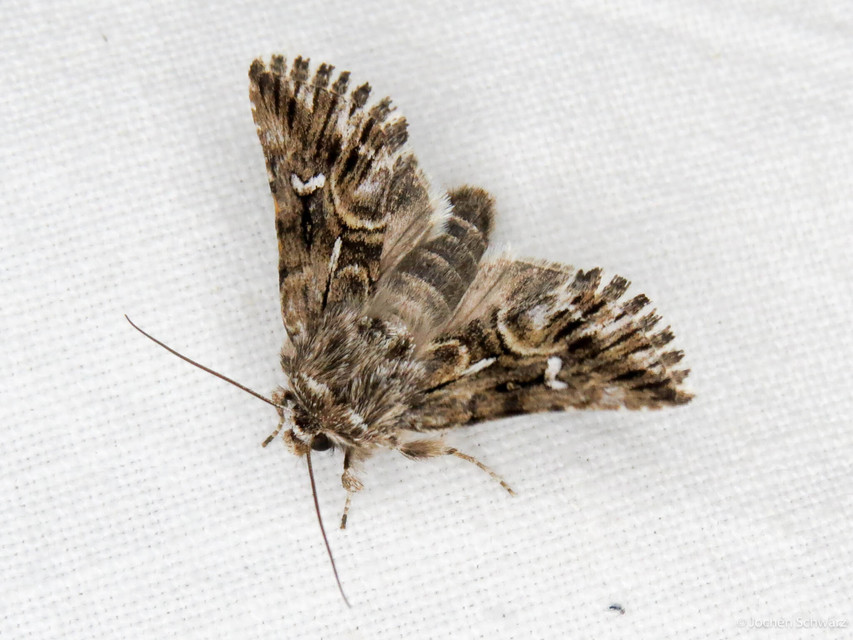 Calophasia lunula - gyújtoványfű-apróbagoly
